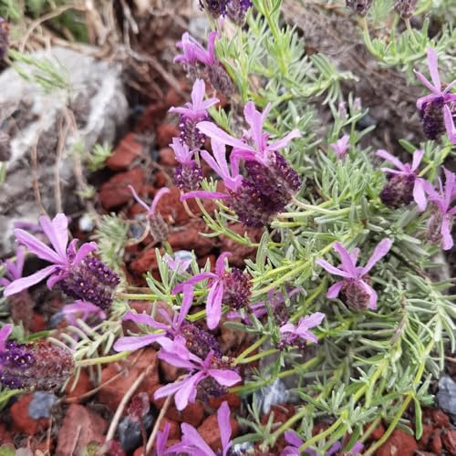 semi resistenti di lavanda - giardino roccioso balconi primaverili tappezzante 550pcs