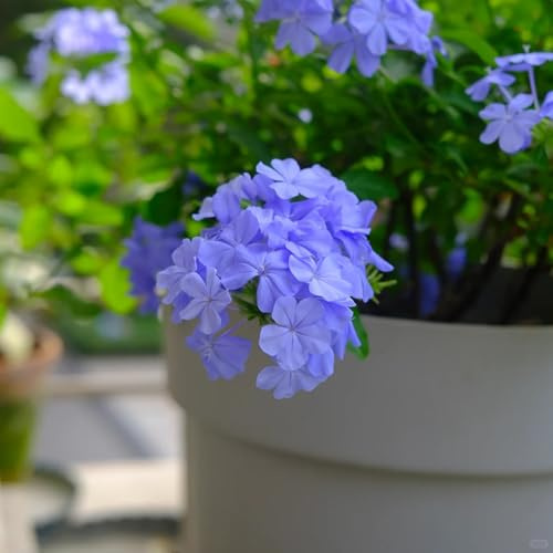 semillas de tallo de plumbago, colgantes orgánicas silvestres para balcón 150pcs