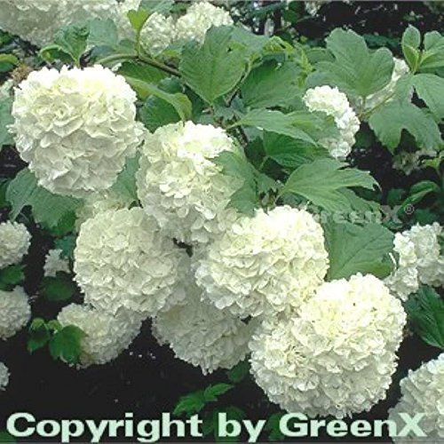 Viburnum opulus 'Roseum' 60-80 cm – Winterhart, Mehrjährig, Pflegeleicht – Echter Schneeball – Heckenpflanze für Garten & Sichtschutz