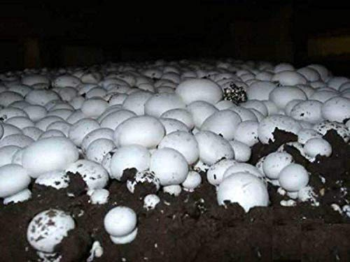 Germinazione semi: spore Agaricus Bisporus fungo bianco fungo kit micelio