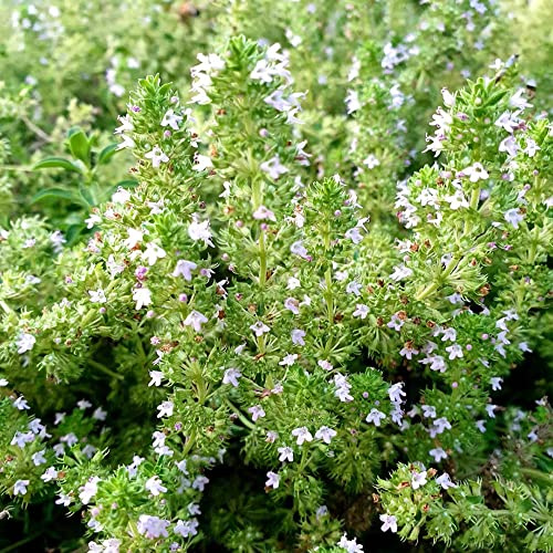 semi di timo selvatico - resistenti esterno giardino appartamento balcone perenni 100pcs