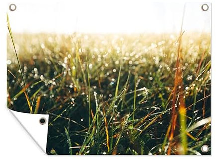 MuchoWow Poster exterieur Champ d'herbe - herbe de la pampa Decoration murale 80x60 cm Résistant aux intempéries/soleil