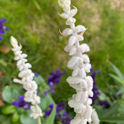 Semillas de salvia, semillas de silvestres Salvia japonica, para exterior resistentes al invierno variedades antiguas 100pcs