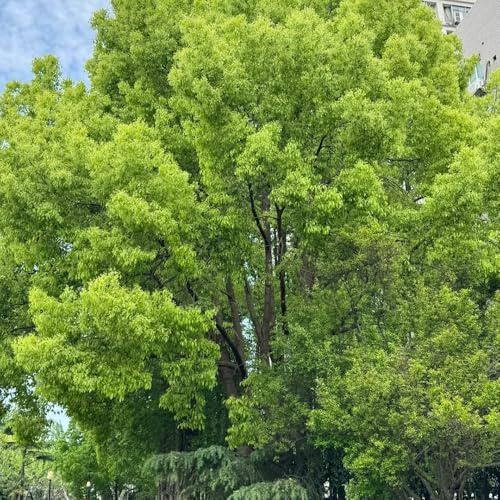 120 piezas Semillas de alcanfor - Semillas de árboles, semillas de bonsái de interior. Semillas de árbol de alcanfor - Cinnamomum camphora - Semillas orgánicas variedades antiguas,