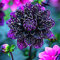 Bulbos y tubérculos de dalia,excelente adorno,decorativo,comprar tubérculos de dalia,bulbos de flores perennes resistentes,gracia,mezcla de bulbos de dalia.-2bulbos-C