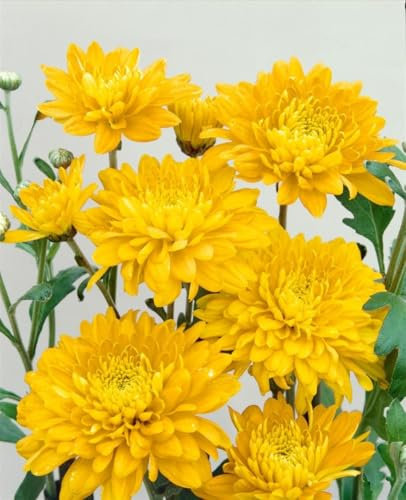 Chrysanthemum x hortorum 'Bienchen' 9x9 cm Topf – Winterhart, Mehrjährig, Pflegeleicht – Chrysantheme – Beet- & Kübelpflanze für Garten & Terrasse