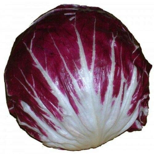 RADICCHIO SEEDS * ROUGE DE VERONA * 100 SEEDS * ITALIAN CUISINE