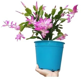 Flor Natural Cactus de Santa Claus o de Navidad Cactus Papá Noel Schlumbergera