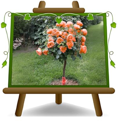 EURO PLANTS VIVAI Rosa árbol naranja grandes flores - Altura 120-140 cm en maceta de 26 cm