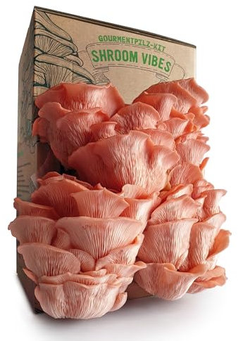 Bio-Pilz-Set | Pilzanbau-Set | 100% biologisch | ohne Gentechnik | ganzjähriger Anbau | Innenbereich Pilze | tägliches Besprühen | schnelle Ernte | einfach zu züchten | Geschenk für Feinschmecker