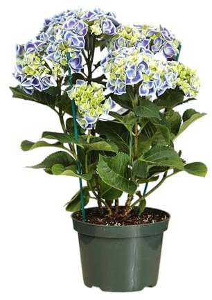 Hortensia Azul Natural Planta de Exterior Resistente y Fácil de Cultivar
