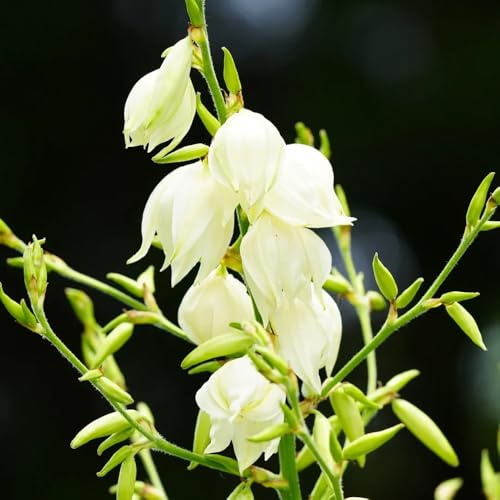 Semi di Yucca Filamentosa, esotiche per giardino di rare semi di vecchie varietà semi di verdi perenni 10pcs