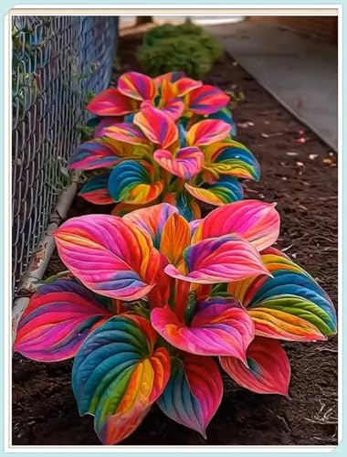 Hosta Mélange de rhizomes vivaces rustiques, caucun arrosage nécessaire, Rizoma di Hosta,Onvient pour le printemps et l'automne-2 Rizomi-A
