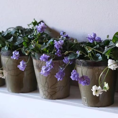 violetas dulces Jardín de balcón, de otoño interior Viola odorata semillas como recuerdo fiesta jardín resistentes silvestres cocina, 300semillas