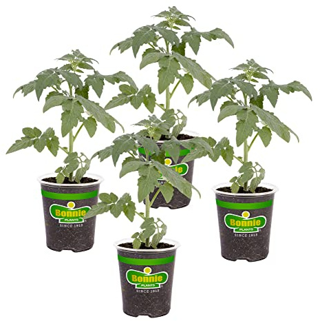 Bonnie Plants Big Boy Tomato Live Vegetable Plants - 4 Pack, 6 - 10 Ft. Plants, 16 - 32 Oz. Tomato Size