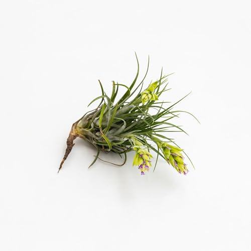 Vivai le Georgiche - Pianta vera di Tillandsia stricta Tillanzia