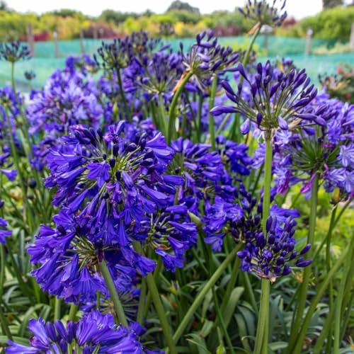 Vivai le Georgiche - Pianta vera di Agapanthus africanus Midnight Sky Agapanto 'Dwaghyb01' Agapanto, Giglio africano 'Midnight Sky' - vaso Ø 18 cm