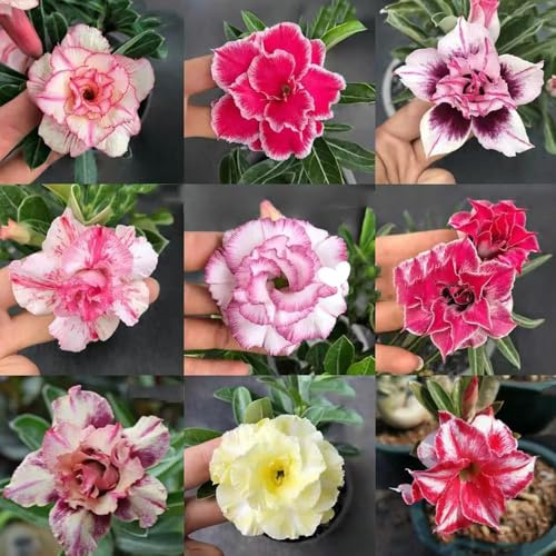 10 piezas semillas de bonsái de rosa del desierto - semillas pradera decorativas, balcon exóticas resistentes, suculentas