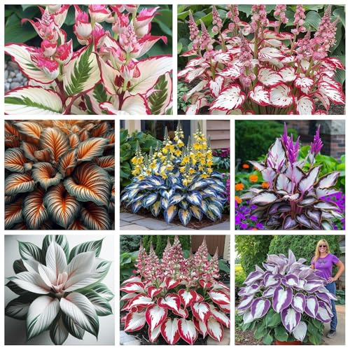 Bulbi di Hosta | Sottili,Delicati, Eleganti,Robusti,Compatti,Arieggiati-6 Bulbi-D