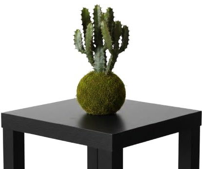 Kokedama Cactus Catedral Euphorbia Trigona Planta Natural Viva DECOALIVE