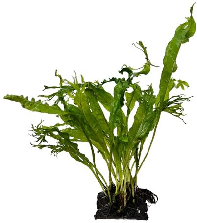 Java Fern Coconut Bridge - Mini