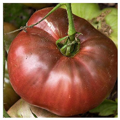 PREMIER SEEDS DIRECT - Tomato - Purple Cherokee - 50 Finest Seeds