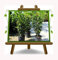 EURO PLANTS VIVAI Lauro Nobilis – Alloro - Pianta da Siepe - su Vaso da 18 cm. - *Altezza 90~110 cm.