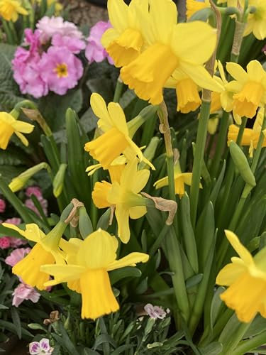 10 Bulbs of Daffodil (Tete-a-Tete) Includes Postage