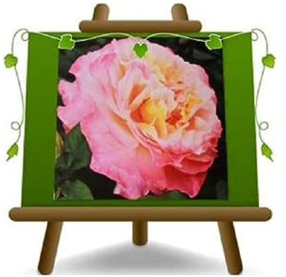 EURO PLANTS VIVAI Nostalgische Rosen Augusta Luise Blume 10-12 cm - Vase 19 x 19 cm 6 Liter - Alter 3 Jahre