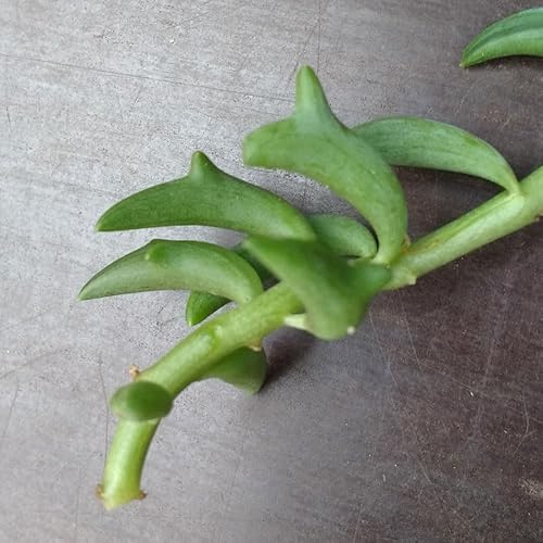 SUNNYPLANTS - Esquejes Senecio Peregrinus, Cuello de Delfín, Suculentas sin Raíces, Cultivado Orgánicamente