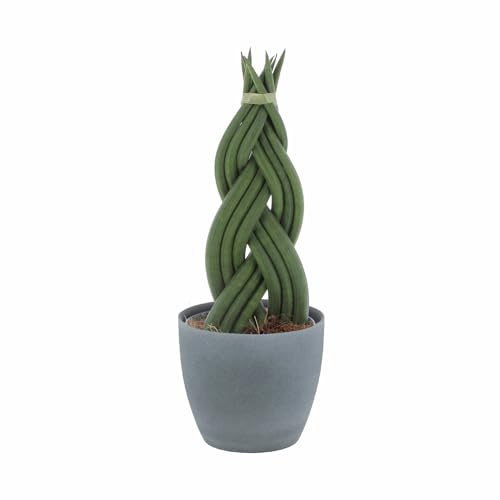 KENTIS - Sansevieria Cylindrica Braid - Piante Purifica Aria da Interno Vere - H 20-30 cm Vaso Ø 12 cm