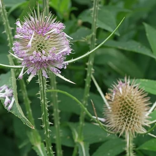 semillas de silvestre orgánicas, otoño resistentes, silvestres de silvestres perennes resistentes balcón jardín 125pcs