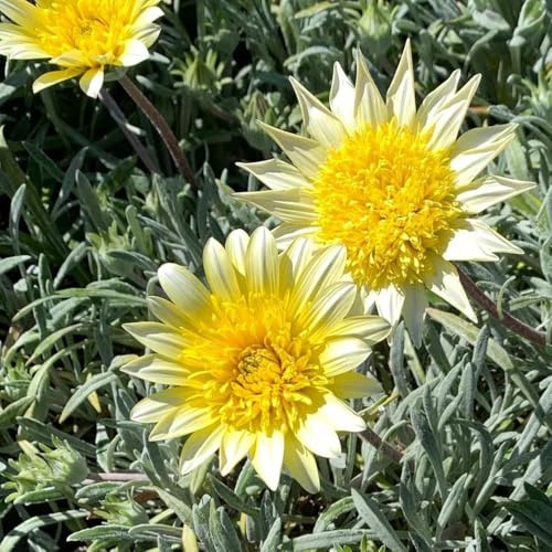 Mittagssemillas resistentes al oro, semillas de Gazania rigens, exóticas resistentes resistentes para el jardín cobertura del suelo, 550pcs
