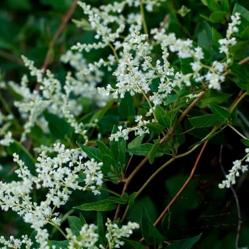 Semi di Poligono del Giappone, prodotti sostenibili esotiche da balcone rare giardino di arbusti resistenti per il giardino vecchie varietà 80pcs