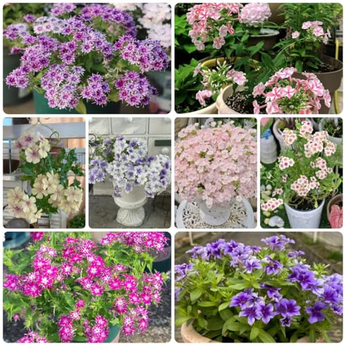 flox - ornamentali per zone soleggiate semi di phlox semi di per balcone rampicanti, giardino roccioso Decorazioni giardino esterni, 420semi