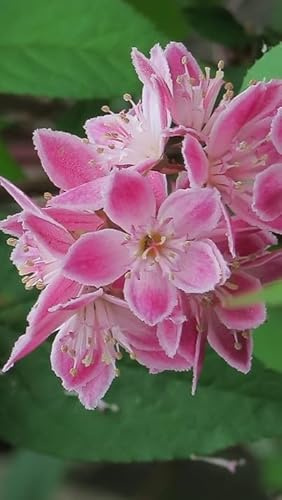 Pianta da Esterno Deutzia x Hybrida Perle Rose Vaso 19 cm