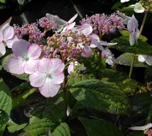 Tellerhortensie Acuminata - Schirmhortensie - Hydrangea serrata Acuminata