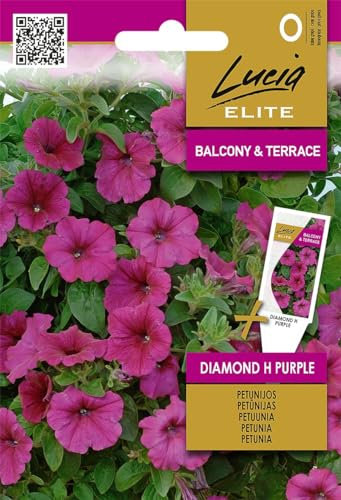 Lucia Elite | Petunien (Surfinien) Diamond H Purple samen | Blumensamen | Petuniensamen | Gardensamen | Einjährige, hängende, üppig blühende Pflanze | 1 Pack