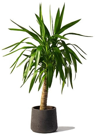 Yucca Plant, Single Stem houseplant in 14cm Pot and 60cm Tall - Yucca Plants for Homes and Offices Air Purifying House Plants in Pots