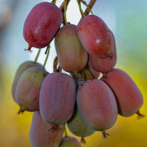 KIWI Ken's Red weiblich 2L – Mini-Kiwis werden immer beliebter