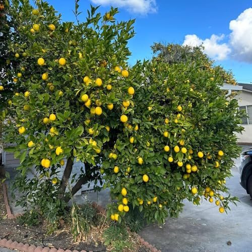 150 piezas semillas de limonero para balcón - de balcón resistentes pote columnar los bonsais perennes resistentes, pequeño