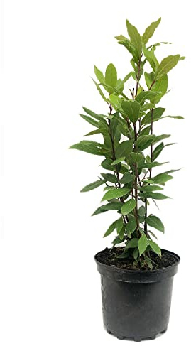 Árbol de Laurel Natural de Interior o Exterior en Maceta Ø 17 cm Altura 40 cm Planta Aromática para Huerto Urbano o Jardín