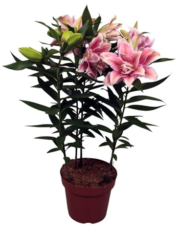 Azucena Natural Planta con Flores Ideal para Interior y Exterior