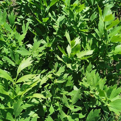 semi di levistico, letto rialzato per da interno rare da giardino balcone serra copertura del terreno giardino per la cucina appartamento 500pcs
