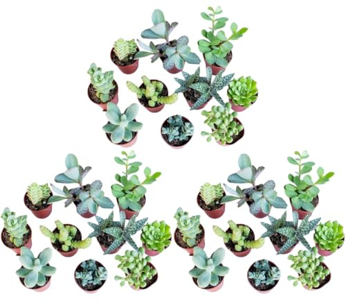 Set di 30 Piante Grasse Vere Senza Spine, Vaso 5,5cm, Mini Piantine da Interno ed Esterno - Piante Succulente Ideali per Scrivania, Casa e Ufficio - Le piantine variano in base alla disponibilità