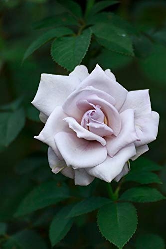 Twice in a Blue Moon Hybrid Tea Rose Bush 4L (Live Plants)