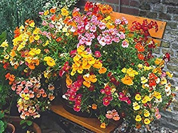 Flower Seeds: Nasturtium Perennial Herbaceous Seeds Container Garden (14 Packets) Garden Plant Seeds by