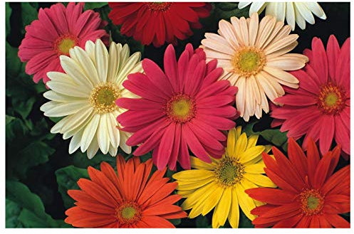 PREMIER SEEDS DIRECT - Gerbera - JAMESONII HYBRIDS Mix - 110 Seeds