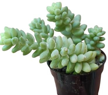 pianta vera di sedum burrito pianta grassa pendente succulente crassula fiori rossi