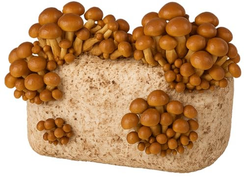 Hawlik Pilzbrut - Toskanapilz Bio Pilzzuchtset - Pilzkultur für japanische Stockschwämmchen/Pholiota nameko - Pilze Züchten Set für den einfachen Anbau Zuhause